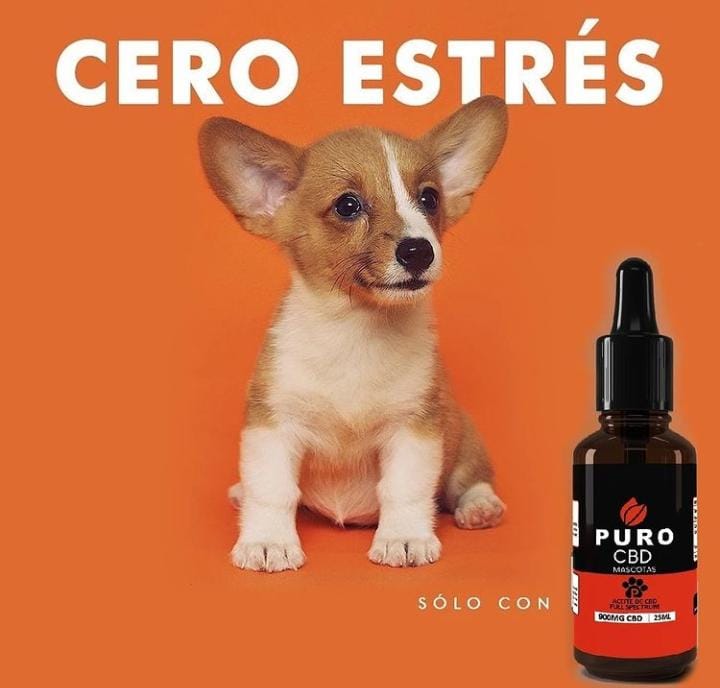 ESTRÉS EN TUS MASCOTAS | TRÁTALO CON PURO CBD